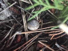 Oreohelix
