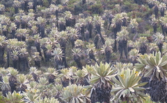 Espeletia