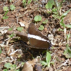 Siproeta epaphus trayja