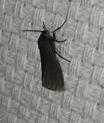 Virbia laeta