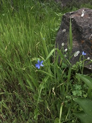 Tecophilaea violiflora