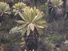Espeletia