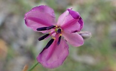 Arthropodium strictum