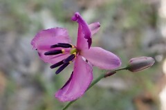 Arthropodium strictum
