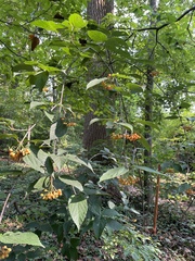Viburnum setigerum