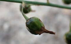Arthropodium strictum
