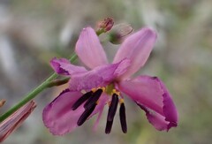Arthropodium strictum
