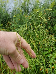 Amaranthus tuberculatus