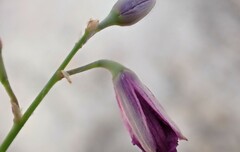 Arthropodium strictum