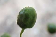 Arthropodium strictum