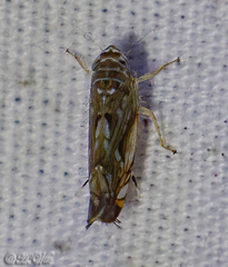 Scaphoideus