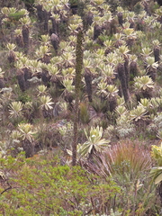 Puya