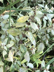 Mentha arvensis