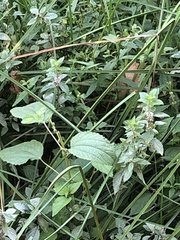 Mentha arvensis