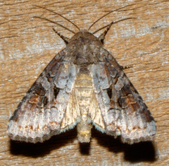 Trichordestra legitima
