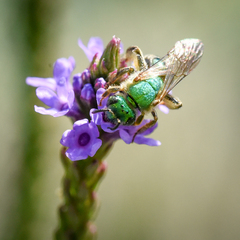 Agapostemon splendens