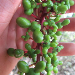 Ochnaceae