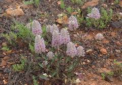 Ptilotus exaltatus