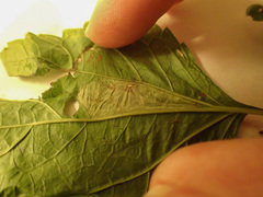 Leucospilapteryx venustella