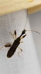 Myodocha serripes