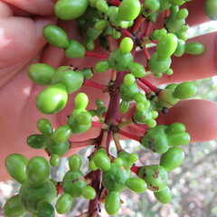 Ochnaceae