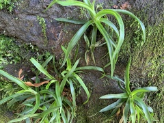 Liliales