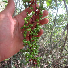 Ochnaceae