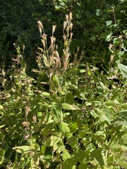 Erythranthe cardinalis