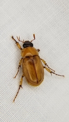 Cyclocephala lurida