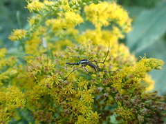 Toxorhynchites rutilus septentrionalis