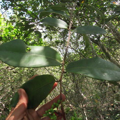 Ochnaceae