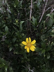 Flourensia thurifera