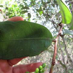 Ochnaceae