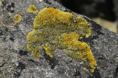 Polycauliona verruculifera