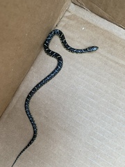 Lampropeltis nigra