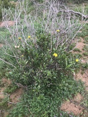 Flourensia thurifera