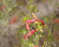 Eremophila glabra