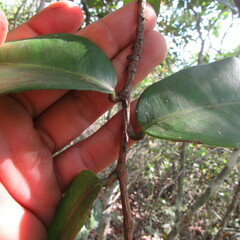 Ochnaceae