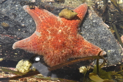 Dermasterias imbricata