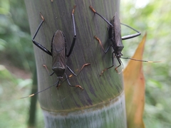 Notobitus meleagris