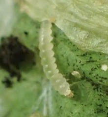 Leucospilapteryx venustella