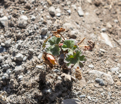 Geranium sessiliflorum