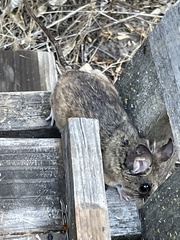Peromyscus californicus