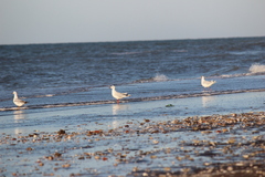 Chroicocephalus maculipennis
