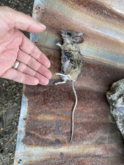 Peromyscus californicus