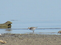 Calidris bairdii