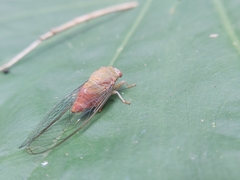 Chremistica ochracea