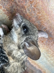 Peromyscus californicus