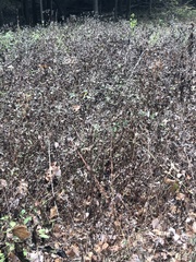 Pycnanthemum muticum
