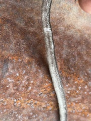 Peromyscus californicus